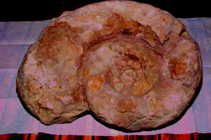 35 cm großer Ammonit